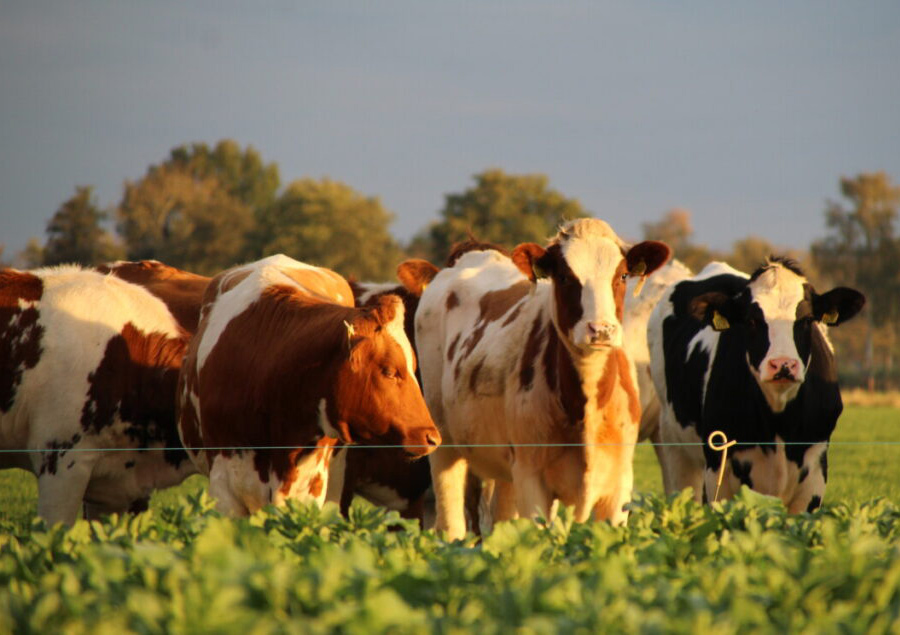 boerderij 't Overstege in Zelhem